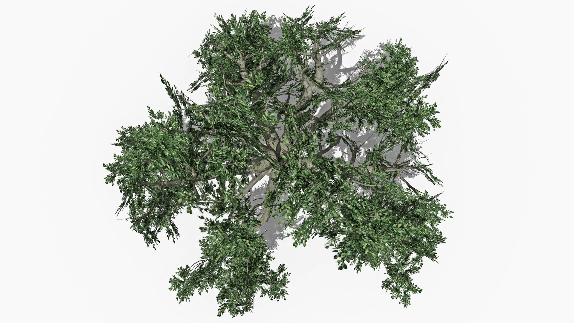 3D Chinese Banyan Tree-S6 model https://p.turbosquid.com/ts-thumb/uR/nWCjmM/wb/s5/jpg/1744278766/1920x1080/fit_q87/4257b86f20924cafd65fd26c4323b2b2e57d3d52/s5.jpg