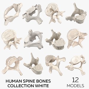 Human Spine Bones Collection White - 12 models model