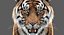 tiger rigged fur model