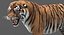 tiger rigged fur model