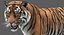 tiger rigged fur model