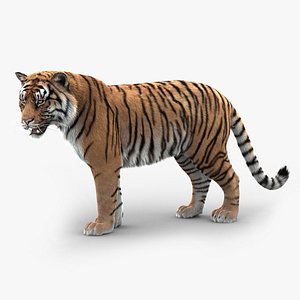 tiger rigged fur model
