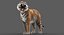 tiger rigged fur model