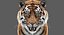 tiger rigged fur model