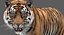 tiger rigged fur model