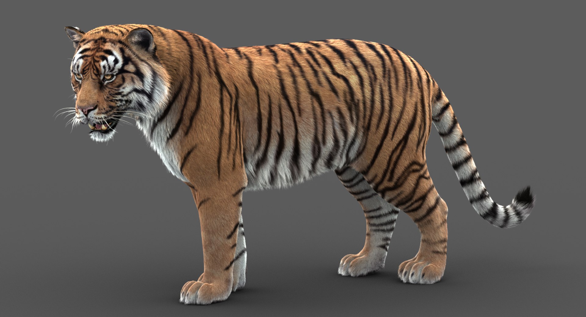 tiger rigged fur model https://p.turbosquid.com/ts-thumb/uR/qmGErm/yfJZJ65s/sig00/jpg/1555025547/1920x1080/fit_q87/064c46e9b292295f129bbff083a8a61fc6ad9ce8/sig00.jpg