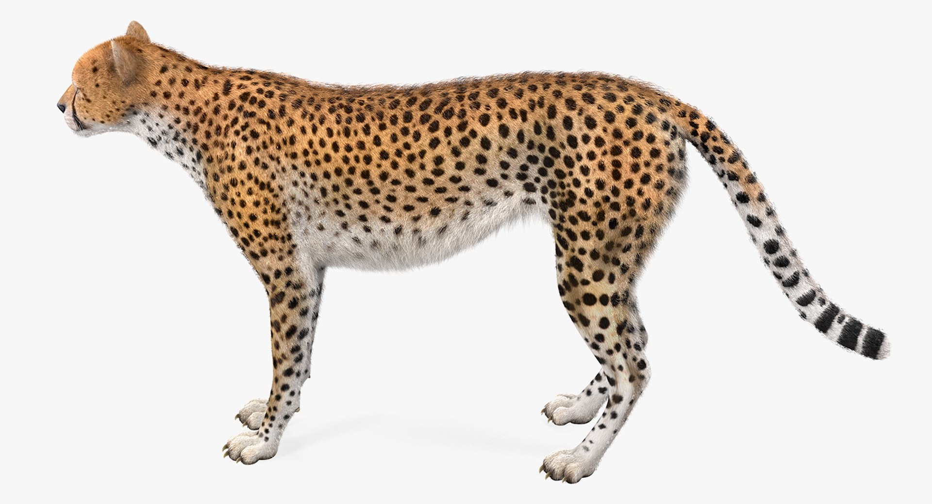 3D model big cheetah rigged fur - TurboSquid 1417836