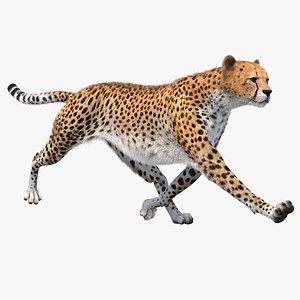 3D model big cheetah rigged fur
