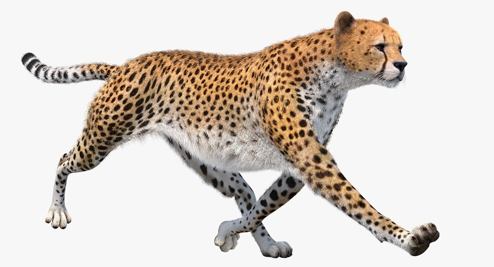 Cheetah Rigged with Fur 3D Model 3D model preview