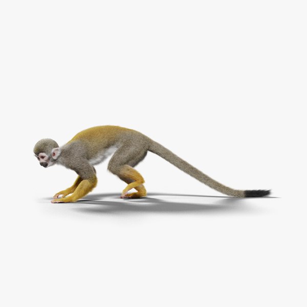 Squirrel Monkey Animated model TurboSquid 2080954