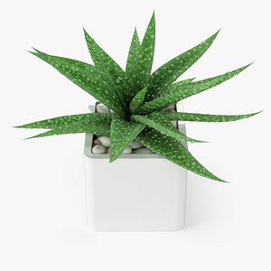 3d aloe vera plant model