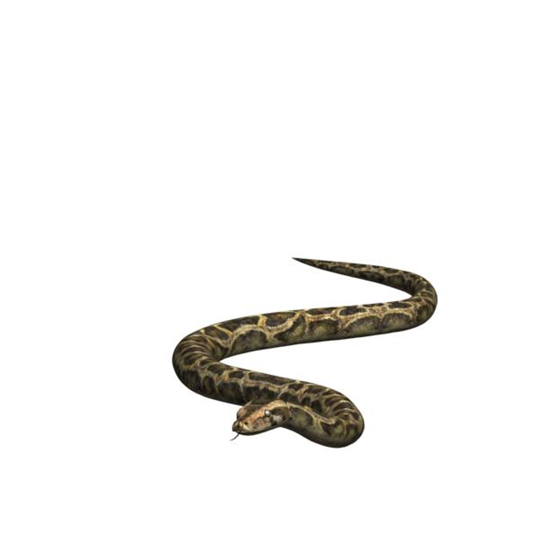 3ds max reptile snake python
