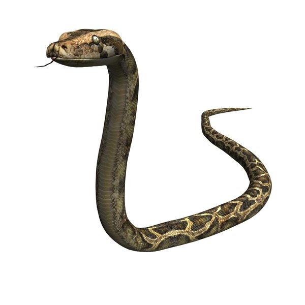 3ds max reptile snake python