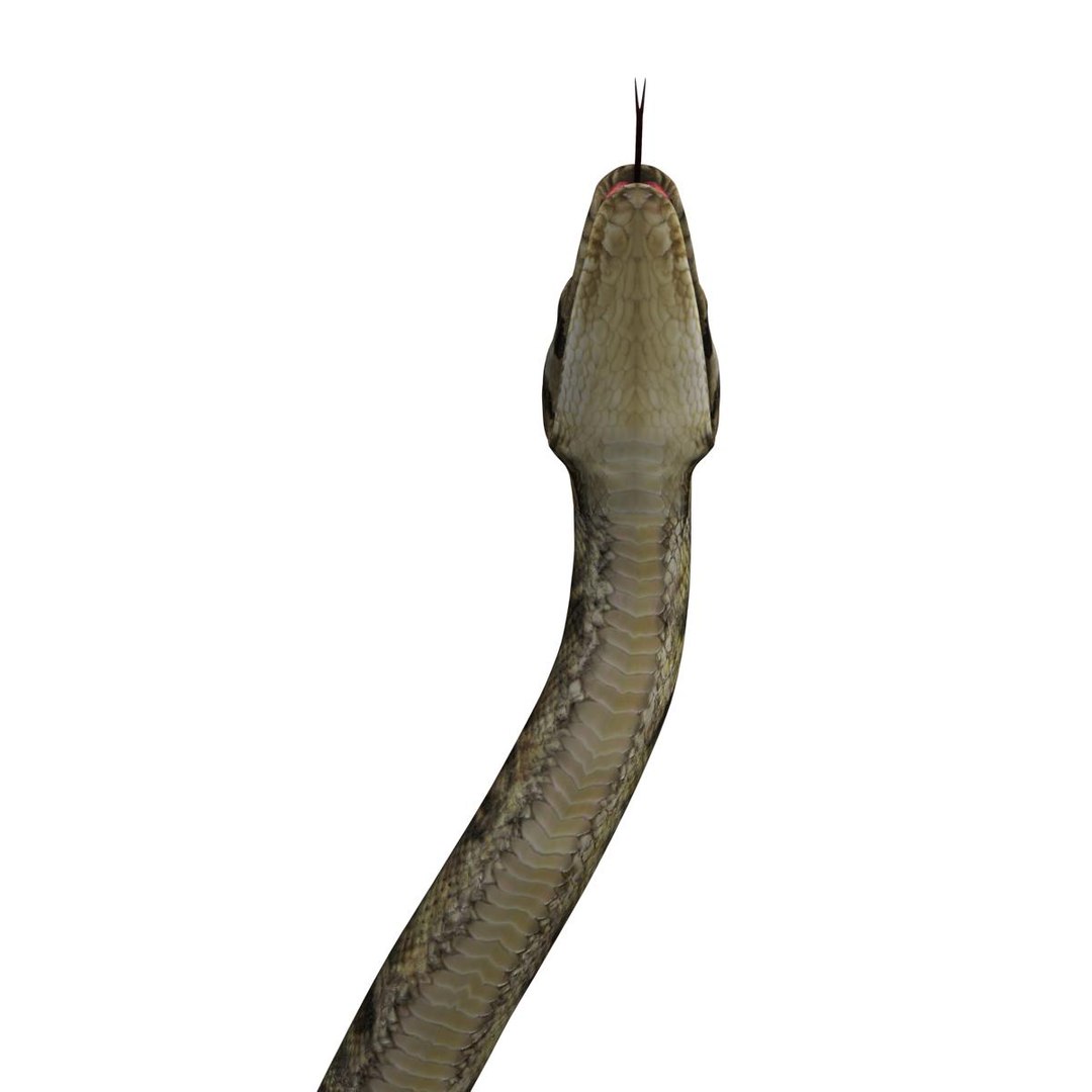 3ds max reptile snake python