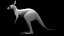 Kangaroo