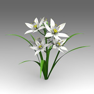 Ornithogalum flower