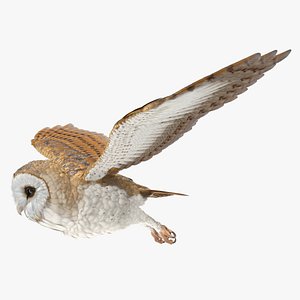 Barn Owl Flying