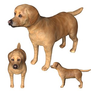 3D Fully Rigged low poly Labrador Dog