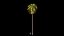 3D Palm 01