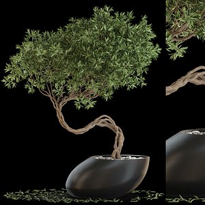 Plants collection 642 3D