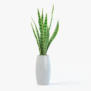Snake Plant