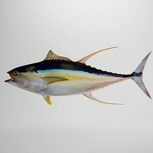tuna 3d model