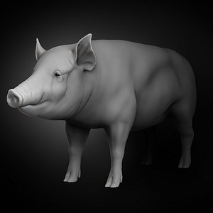 3D Pig