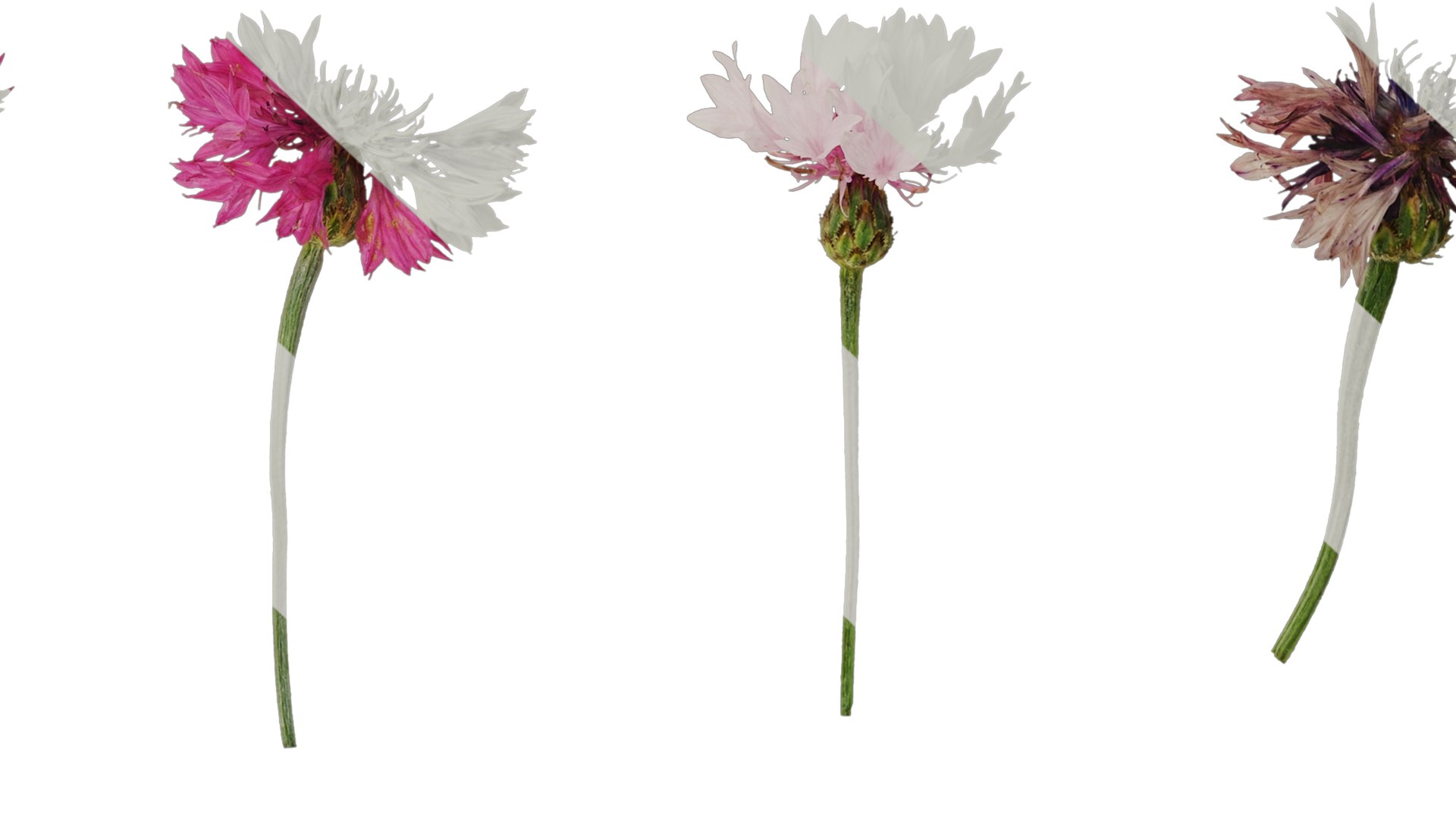 3D Model Anydrafts Centaurea Cyanus Flower 01 Textures - TurboSquid 2353164