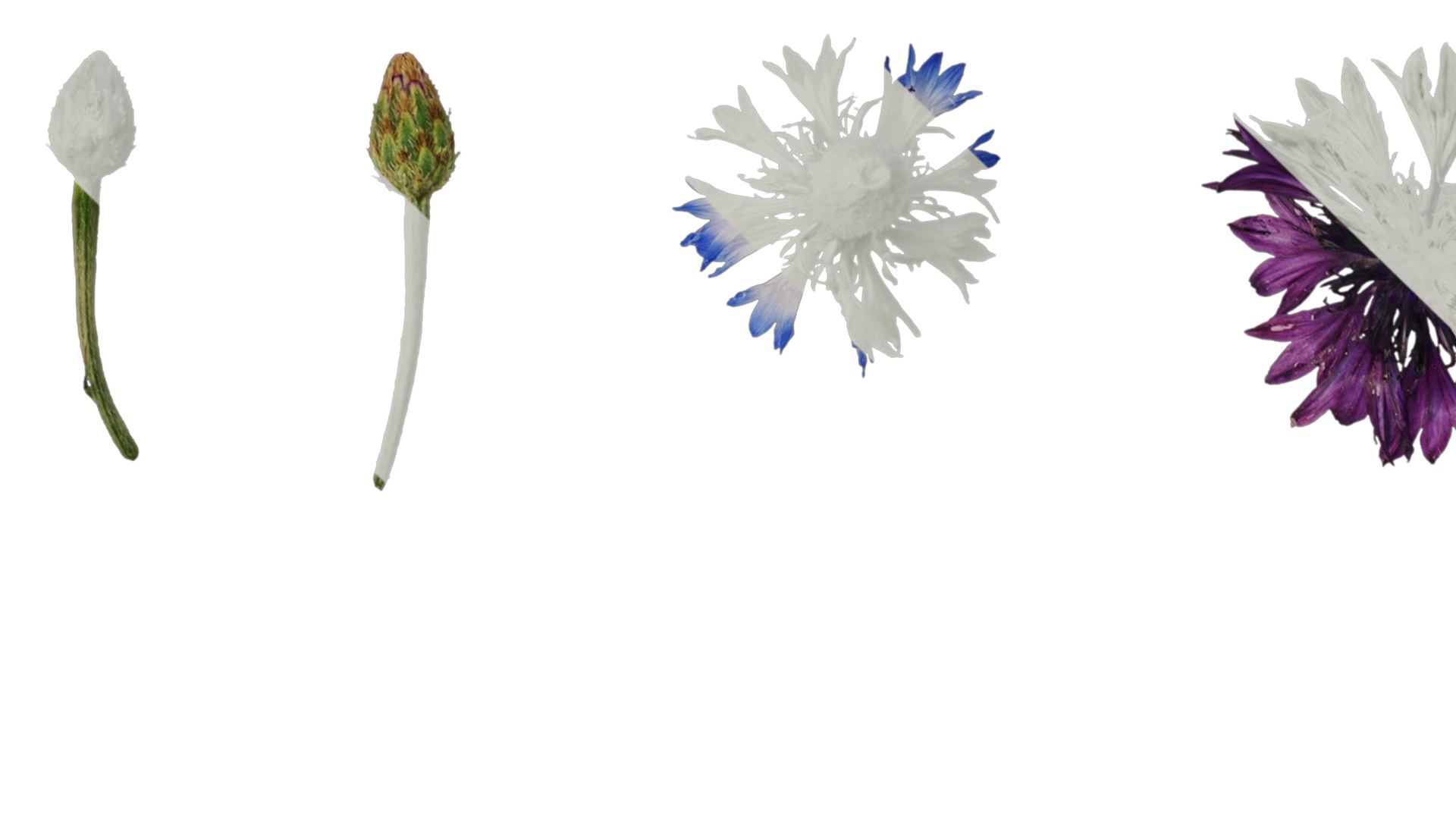 3D Model Anydrafts Centaurea Cyanus Flower 01 Textures - TurboSquid 2353164