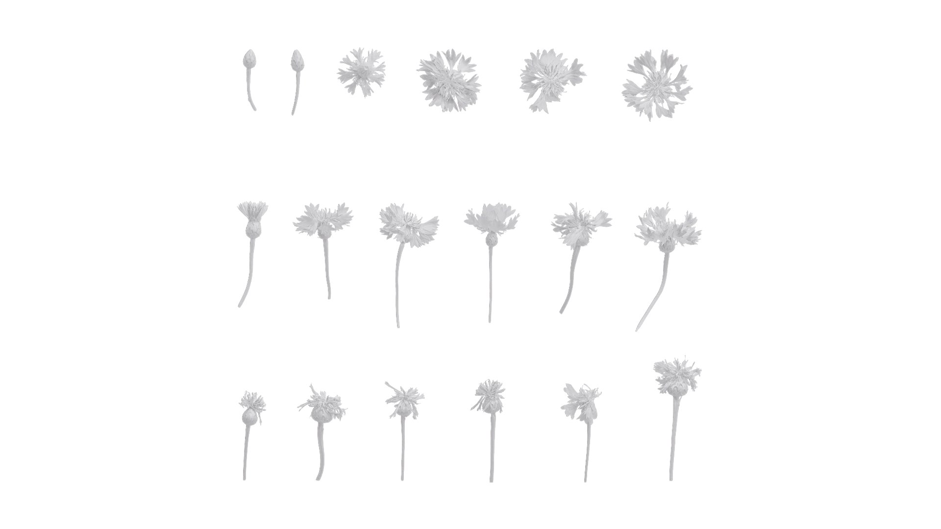 3D Model Anydrafts Centaurea Cyanus Flower 01 Textures - TurboSquid 2353164