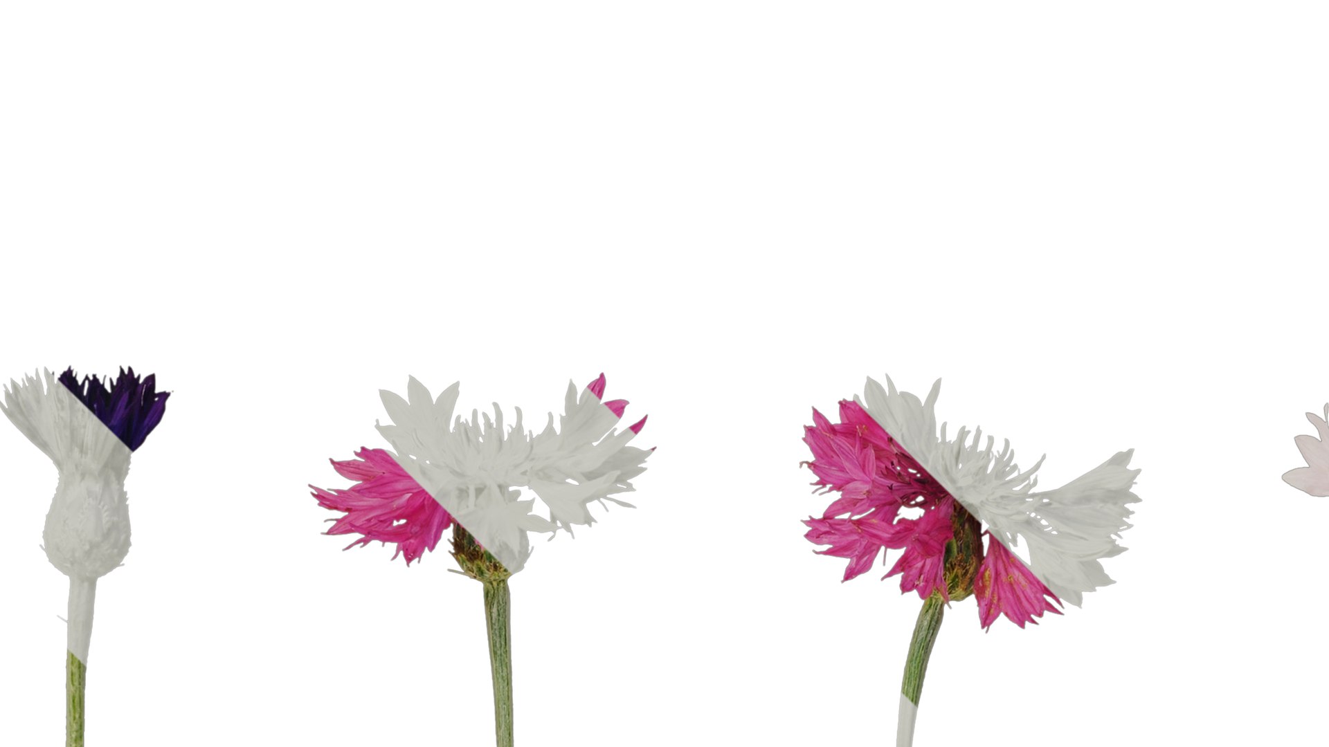 3D Model Anydrafts Centaurea Cyanus Flower 01 Textures - TurboSquid 2353164