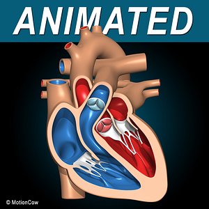 Heart X-Section