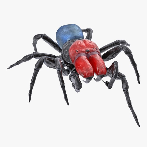 3D missulena spider model