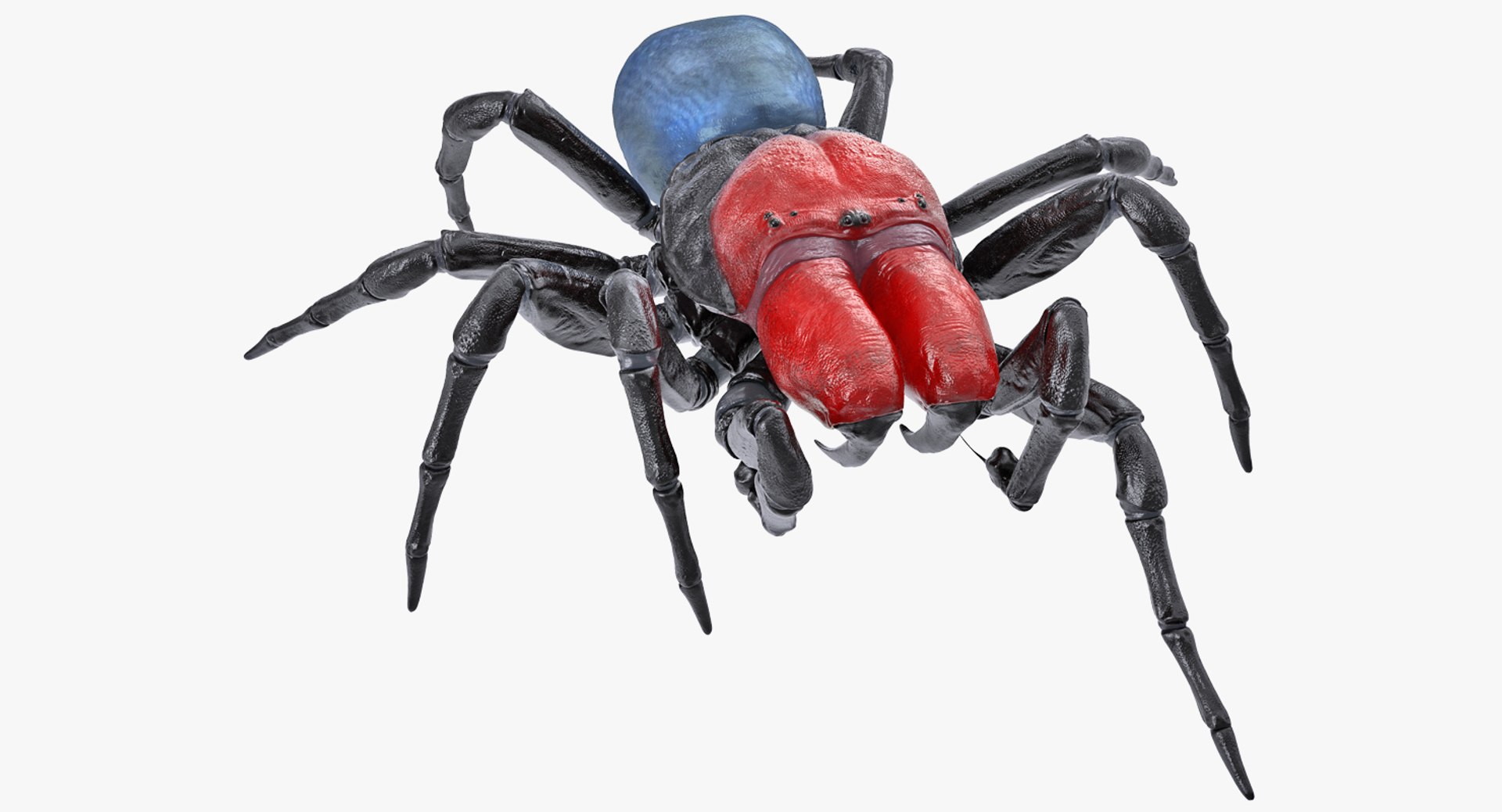 Missulena Spider 3D Model 3D model preview