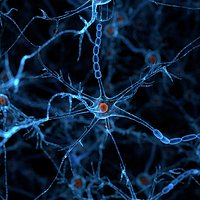 Neural Network