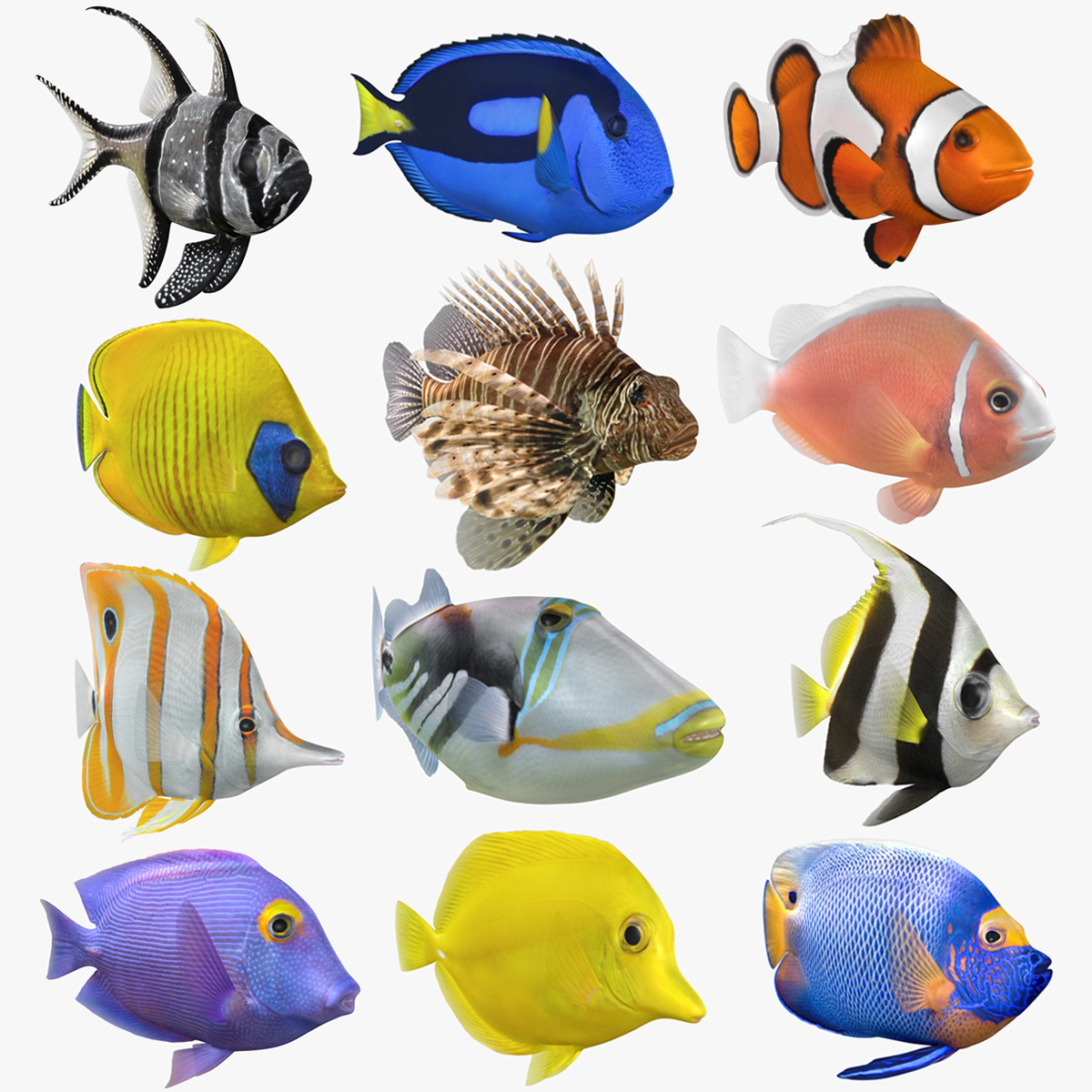 Saltwater fish animation model - TurboSquid 1514298