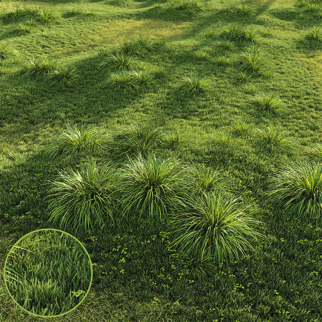 3D model HQ Grass Carex Elata Aurea Field - TurboSquid 2144872