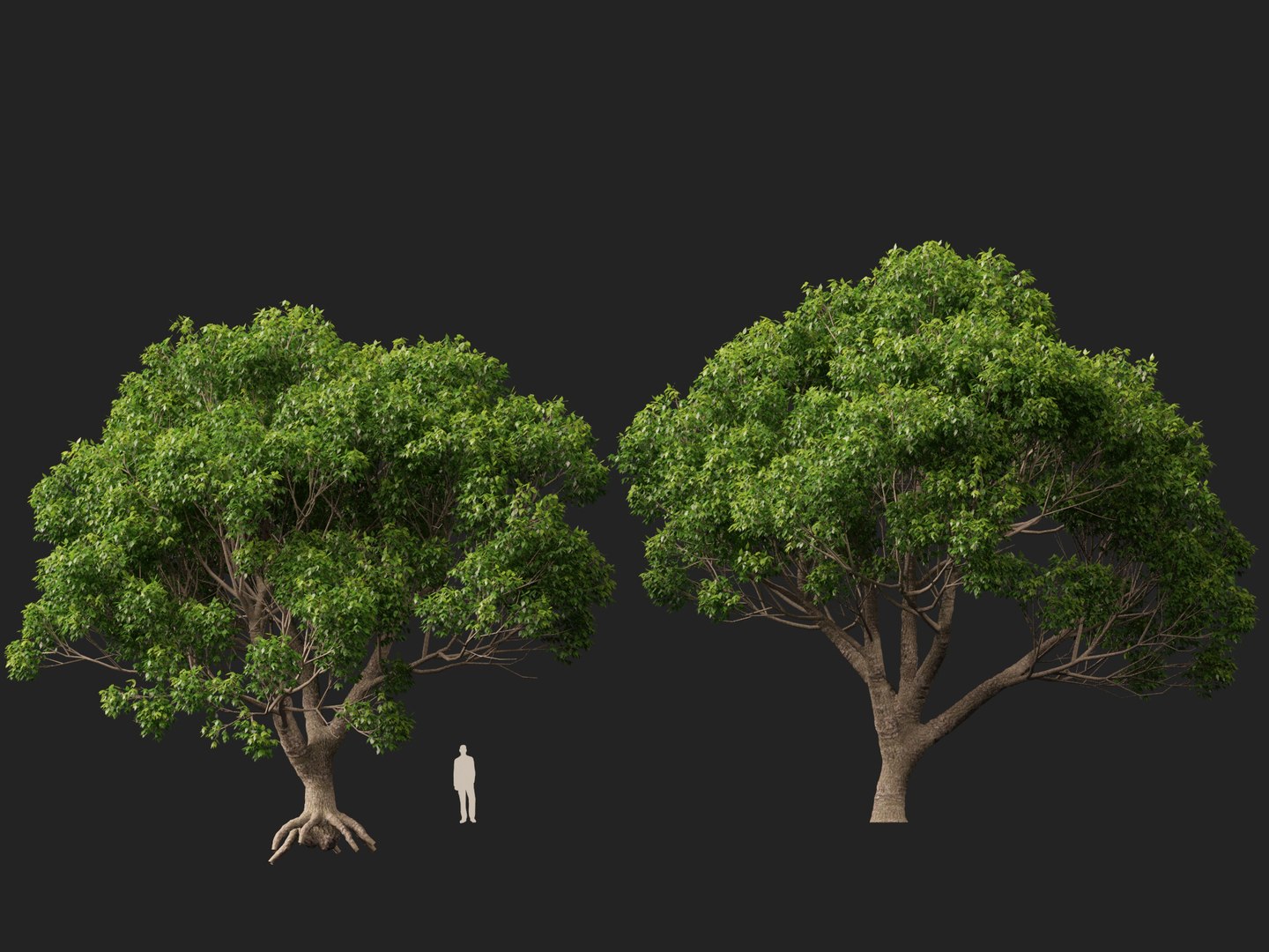 3D HighpolyLow Poly - Cinnamomum camphora - camphor tree https://p.turbosquid.com/ts-thumb/uT/r3I9ZG/50/cinnamomumcamphora014/jpg/1770521195/1920x1080/fit_q87/a2d6027d956ea9c0e63336f3d8f783ca4f2d218c/cinnamomumcamphora014.jpg