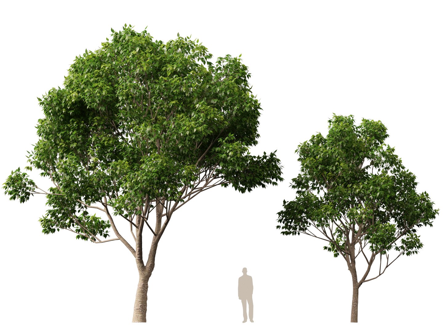 3D HighpolyLow Poly - Cinnamomum camphora - camphor tree https://p.turbosquid.com/ts-thumb/uT/r3I9ZG/Dy/cinnamomumcamphora019/jpg/1770521198/1920x1080/fit_q87/199e867ba79a744a9c724c42e6e9711891935a56/cinnamomumcamphora019.jpg