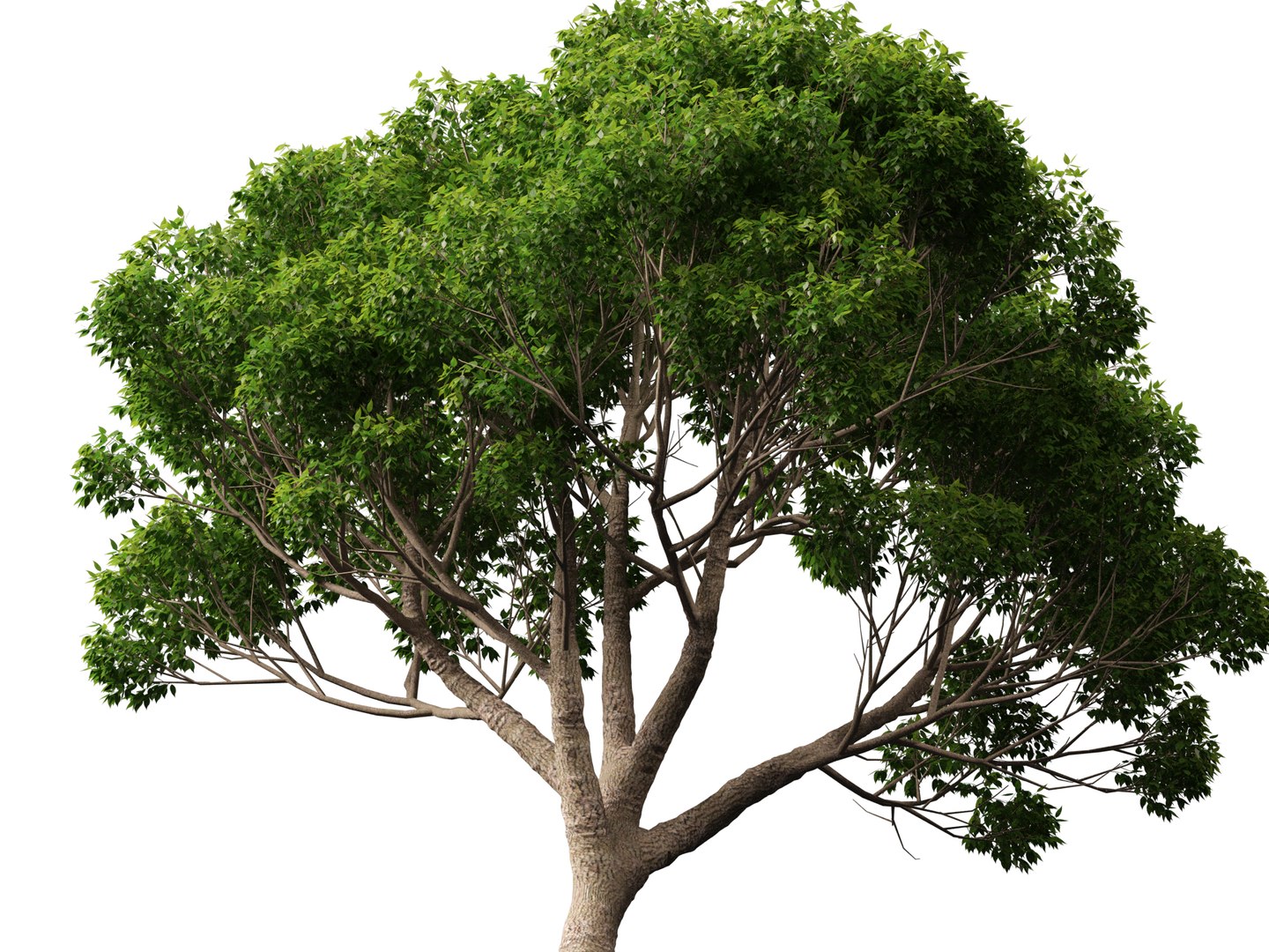3D HighpolyLow Poly - Cinnamomum camphora - camphor tree https://p.turbosquid.com/ts-thumb/uT/r3I9ZG/XR/cinnamomumcamphora0111/jpg/1770521199/1920x1080/fit_q87/ec28c66a9edceb2f5cfe47ed84f667e41a74eeca/cinnamomumcamphora0111.jpg
