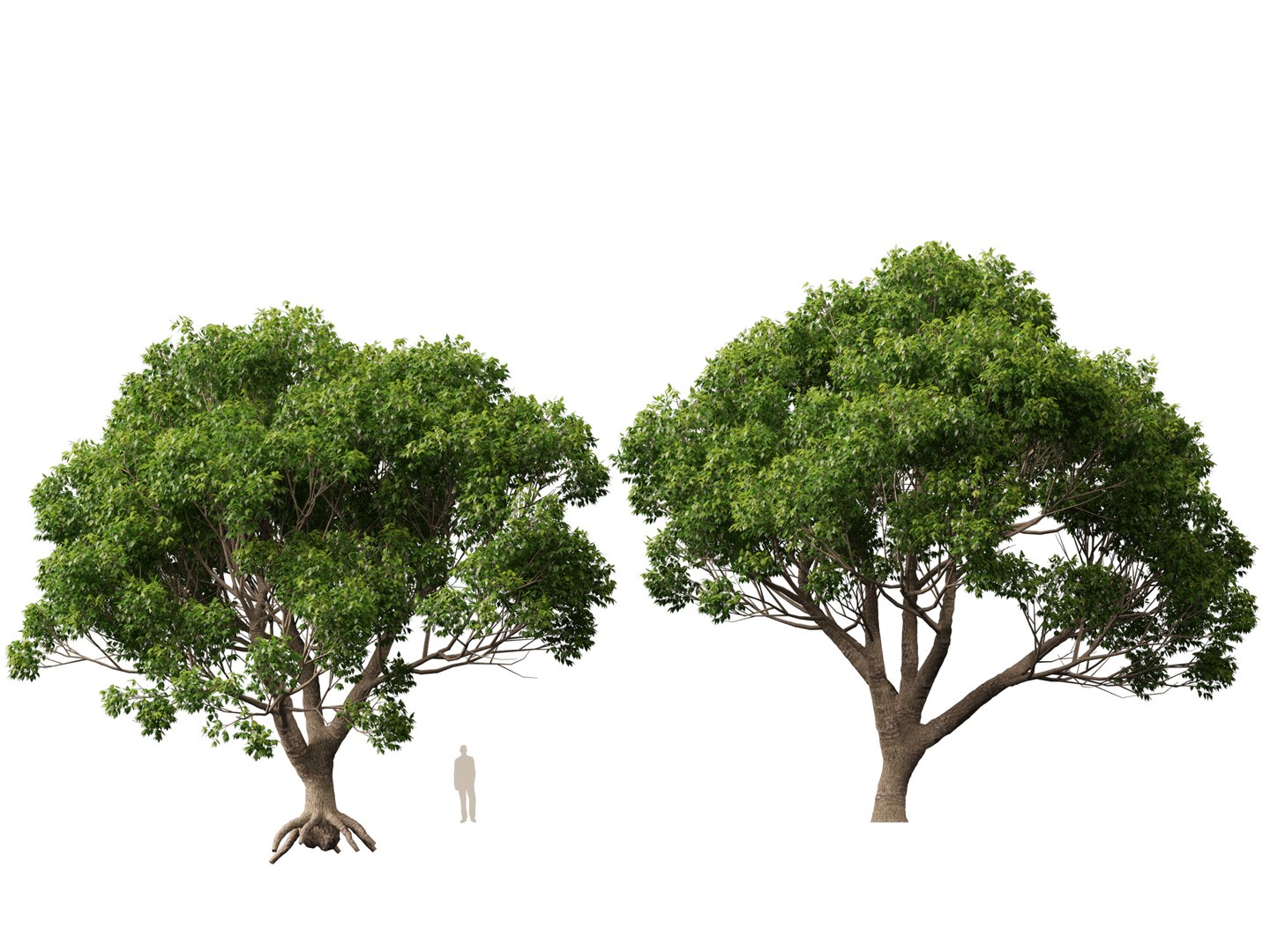 3D HighpolyLow Poly - Cinnamomum camphora - camphor tree https://p.turbosquid.com/ts-thumb/uT/r3I9ZG/Xq/cinnamomumcamphora013/jpg/1770521193/1920x1080/fit_q87/49c3880411f9605cb123f973091eba3107d7d111/cinnamomumcamphora013.jpg