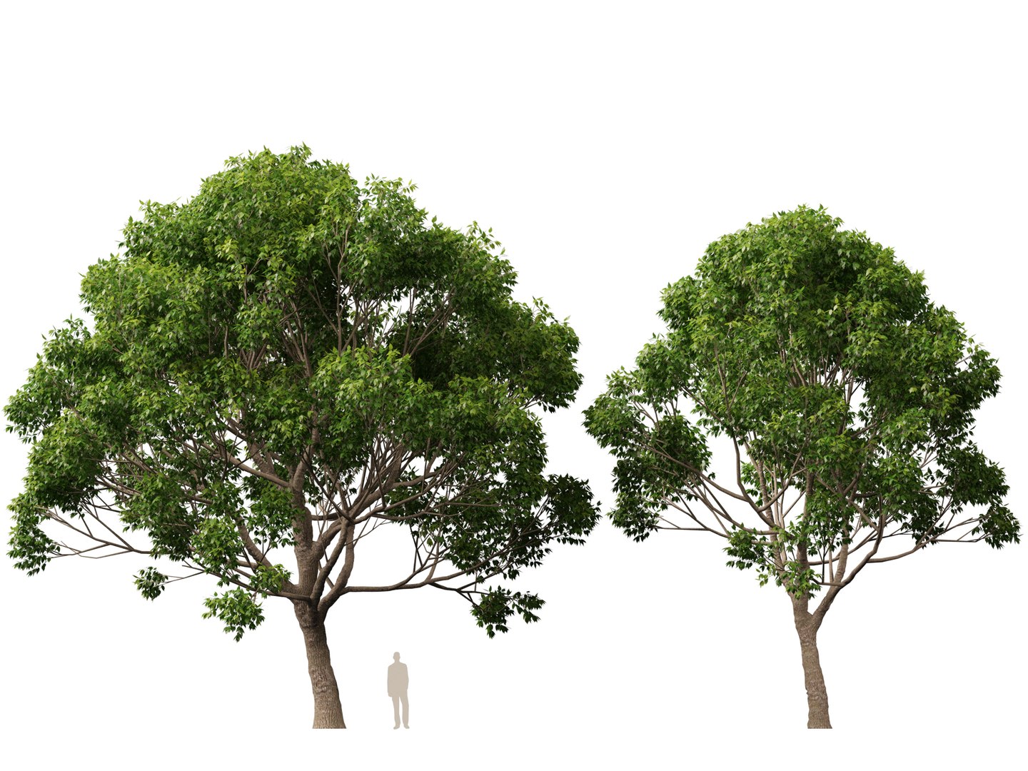 3D HighpolyLow Poly - Cinnamomum camphora - camphor tree https://p.turbosquid.com/ts-thumb/uT/r3I9ZG/Xt/cinnamomumcamphora016/jpg/1770521196/1920x1080/fit_q87/6634bc7cbc79a9a684b0a975be3306ea5dc0aba0/cinnamomumcamphora016.jpg