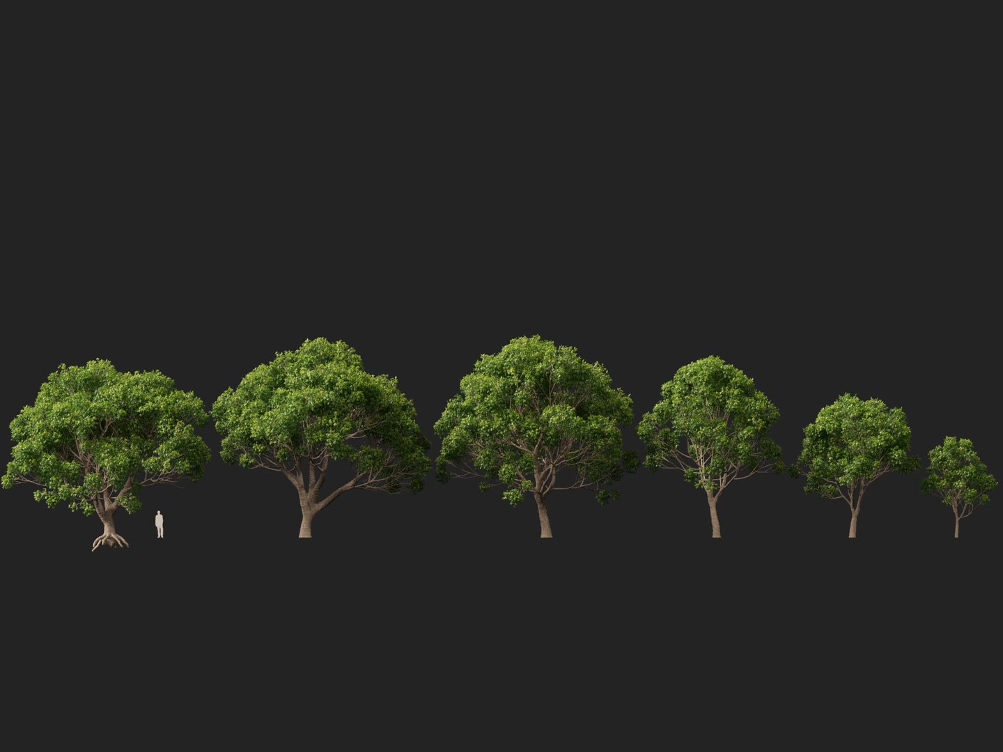 3D HighpolyLow Poly - Cinnamomum camphora - camphor tree https://p.turbosquid.com/ts-thumb/uT/r3I9ZG/Yn/cinnamomumcamphora012/jpg/1770521193/1920x1080/fit_q87/456545d241f81f2a1aad98c1f0140f061d579cb2/cinnamomumcamphora012.jpg