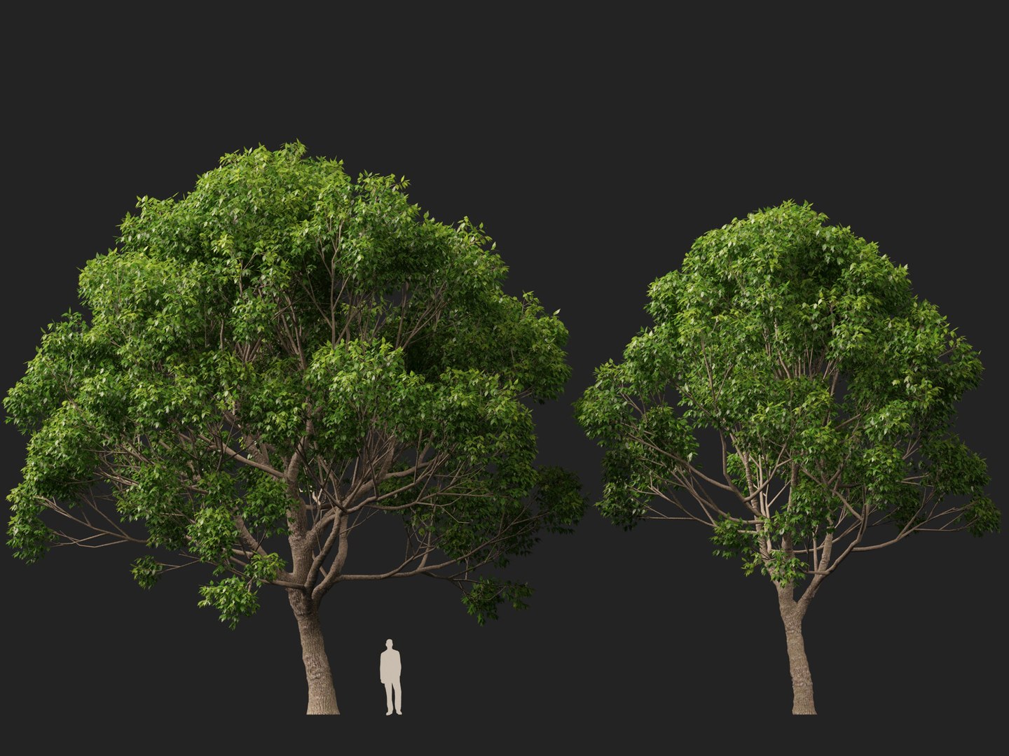 3D HighpolyLow Poly - Cinnamomum camphora - camphor tree https://p.turbosquid.com/ts-thumb/uT/r3I9ZG/n6/cinnamomumcamphora017/jpg/1770521197/1920x1080/fit_q87/b0fc7b0d61a9f459db5f4cc73494817b326fb977/cinnamomumcamphora017.jpg