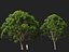 Cinnamomum camphora - camphrier