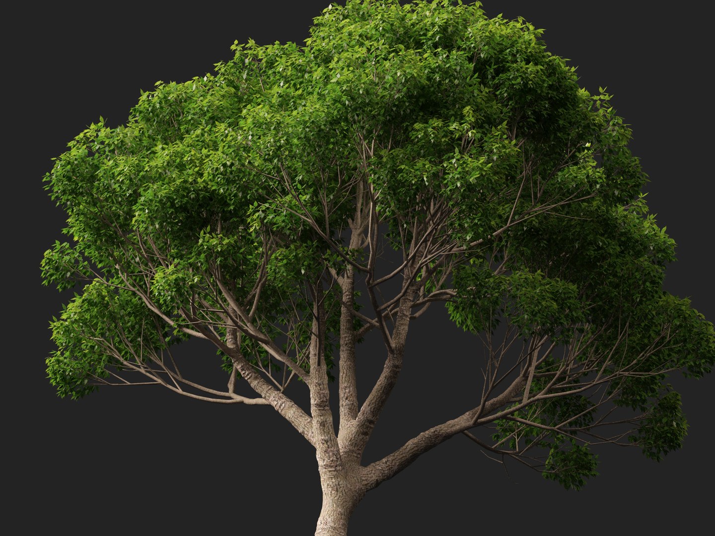 3D HighpolyLow Poly - Cinnamomum camphora - camphor tree https://p.turbosquid.com/ts-thumb/uT/r3I9ZG/rm/cinnamomumcamphora0112/jpg/1770521200/1920x1080/fit_q87/89567ed00290fa2884b30193c00ec9c288952ece/cinnamomumcamphora0112.jpg