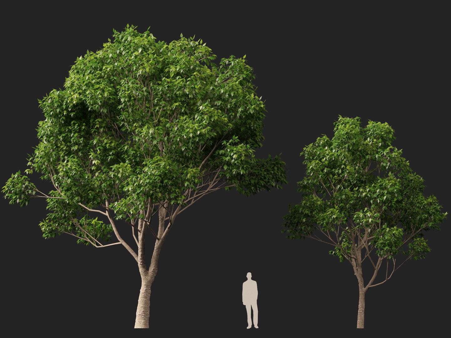 3D HighpolyLow Poly - Cinnamomum camphora - camphor tree https://p.turbosquid.com/ts-thumb/uT/r3I9ZG/wj/cinnamomumcamphora0110/jpg/1770521198/1920x1080/fit_q87/9a28b3d54a56f5c2a8dadbac5edf46fbe4237618/cinnamomumcamphora0110.jpg