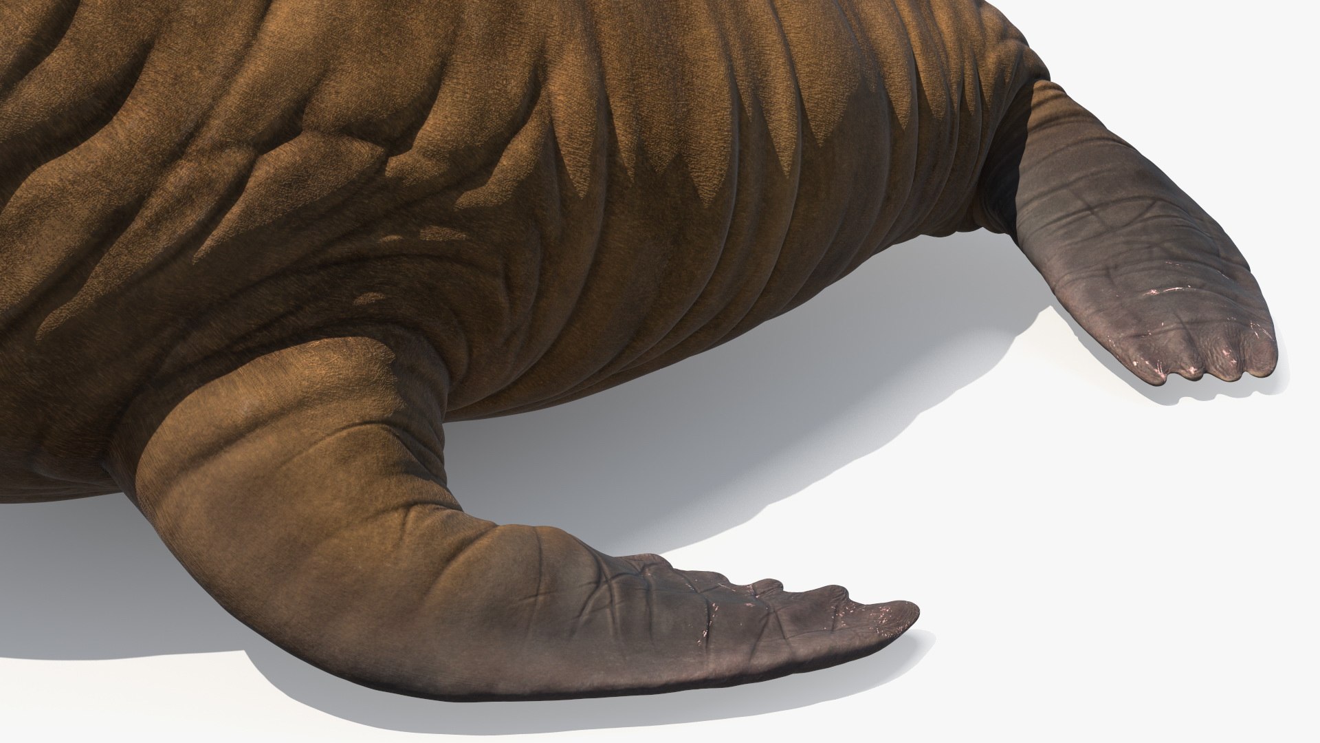 Young Walrus Rigged For Maya Model - TurboSquid 2425644