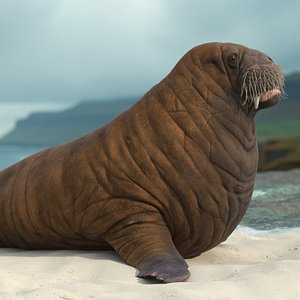 Young Walrus Rigged for Maya