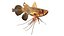 50 Fish Sea Creature Collection v3